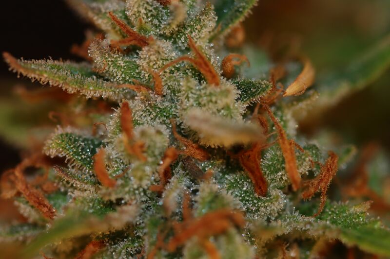 Pound Cake Auto, Фасовка: 1, изображение 48